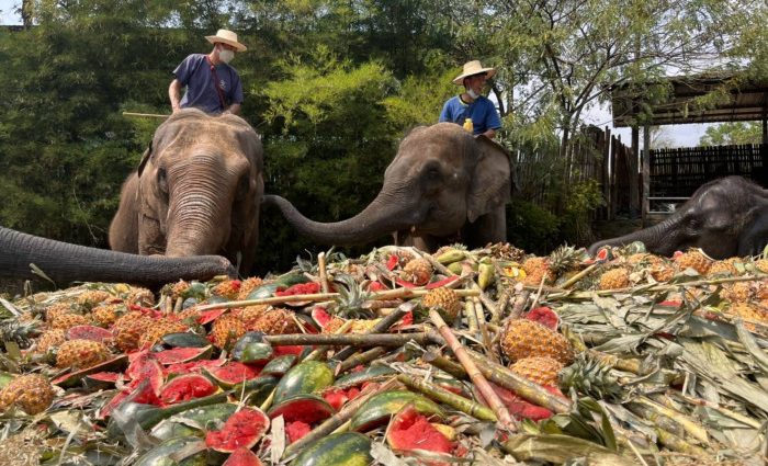 ปางช้างแม่แตงโอดวิกฤตโควิดเดือดร้อนหนักนักท่องเที่ยวหาย