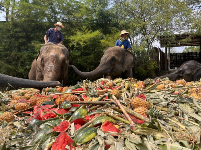 ปางช้างแม่แตงโอดวิกฤตโควิดเดือดร้อนหนักนักท่องเที่ยวหาย