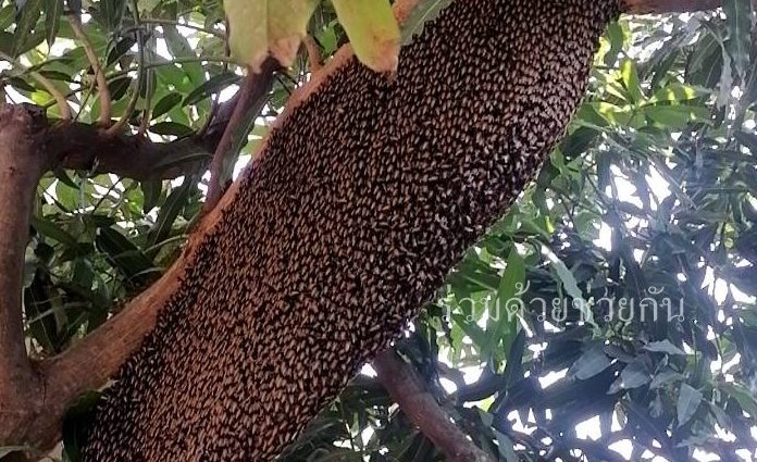 อันตราย! ผึ้งทำรังอยู่บนต้นไม้ข้างบ้าน ถ.หทัยราษฎร์