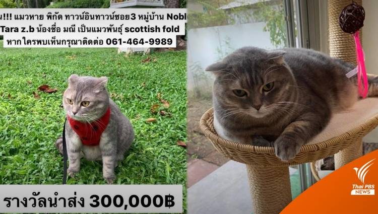 ตามหาแมวหาย “น้องมณี” เจ้าของให้สินน้ำใจ 300,000 บาท