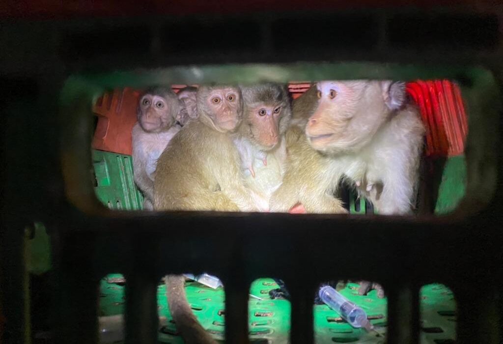 รวบพรานล่าลิงแสมป่าราชบุรี ส่งออกนอกทำเมนูเปิบพิสดาร
